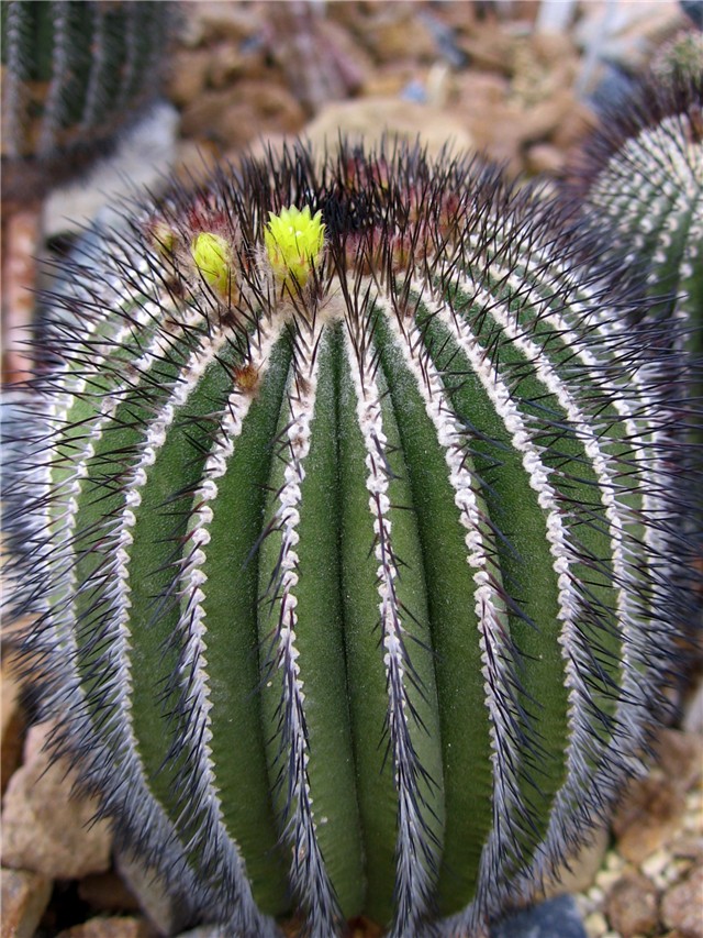 Uebelmania pectinifera